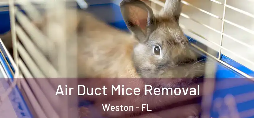 Air Duct Mice Removal Weston - FL